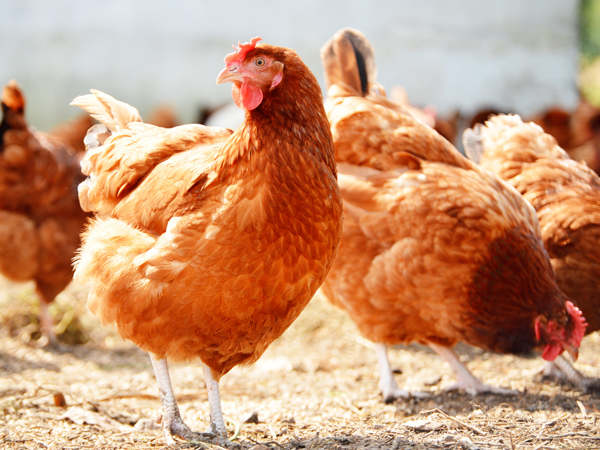 ΢Ԫϵһϵ˫رֳ˫ֵЧӦ