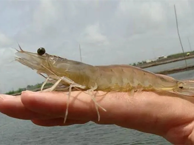 ءϺԭ򼰲ȴʩϺֳ󻧶ڿ