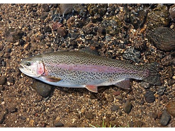 õпͭԴ