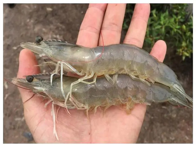 ϺֳʲôʱҪЩϺҪһҪղأ